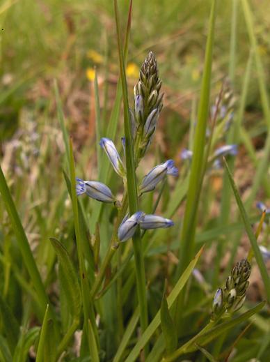 genziana?? no, Polygala sp